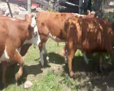 Lote 21 Vaquillonas Vacas Preñadas ANGUS HEREFORD 340kg -  en Asociación Rural de San José