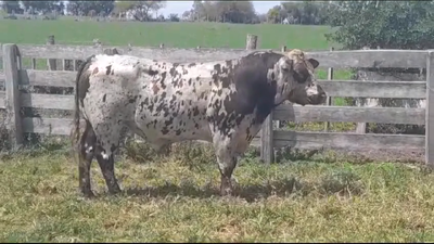Lote TORO PI - RP 920