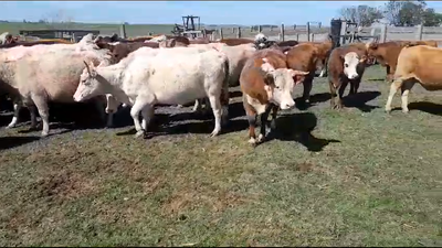 Lote 26 Vaquillonas  en San Gregorio