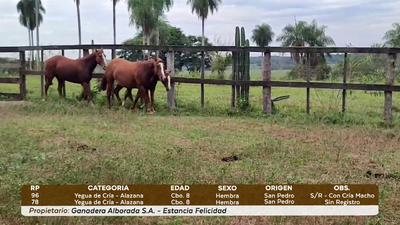 Lote LOTE 38
