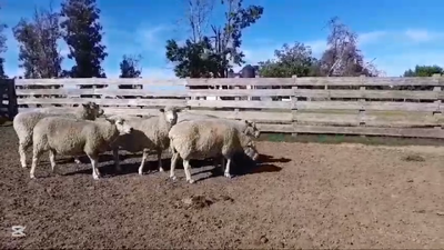 Lote OVEJAS