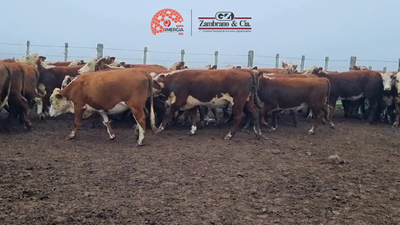 Lote Lote 13