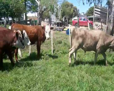 Lote 13 Novillos HEREFORD Y ANGUS 320kg -  en Asociación Rural de San José