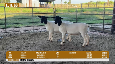 Lote LOTE 66- DESTACADO