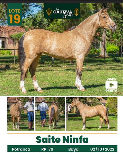 Lote LOTE 19