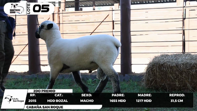 Lote LOTE 5- BOZAL
