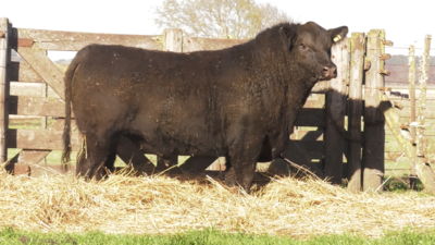 Lote TOROS PUROS POR CRUZA