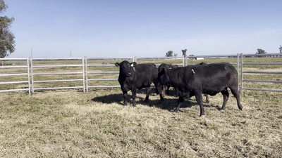 Lote VACAS BRANGUS, Cabaña "EL MATACO"