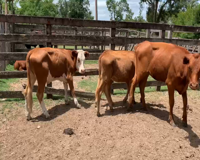 Lote 4 Terneras en Melo, Cerro Largo