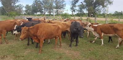 Lote 39 Vacas de invernar en Esquina, Corrientes