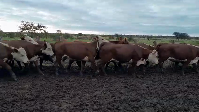 Lote 28 Vaquillonas en Entre Ríos, Los Conquistadores
