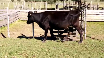 Lote Vaquillonas 1 a 2 años KIWI 380kg - , San José