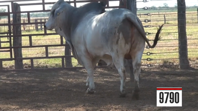 Lote Brahman