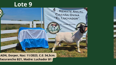 Lote PP