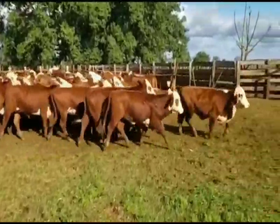 Lote 77 Vaquillonas P/ entorar en Ituzaingó, Corrientes