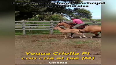 Lote YEGUA