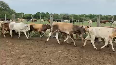 Lote 100 Terneros en Pto. Eva Perón, Chaco