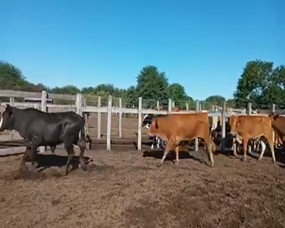 Lote 40 Novillitos en Gral. San Martín, Chaco