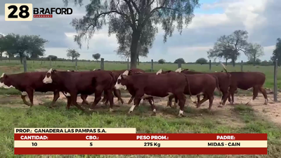 Lote LOTE 28