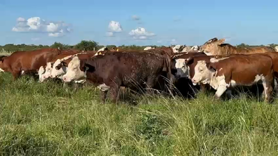 Lote 130 Vaquillonas