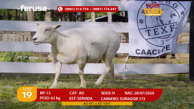 Lote Lote 19