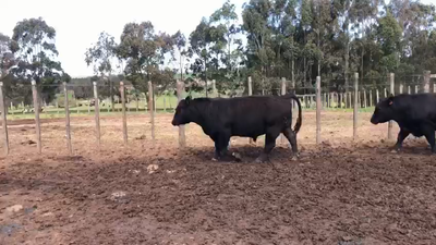 Lote 3 Toros AA 550kg -  en Coronilla