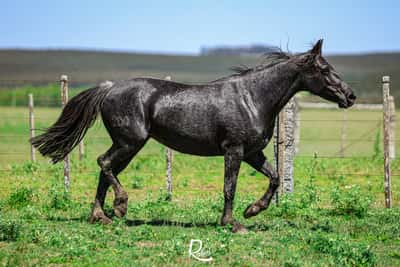 Lote Trovera Cahuel