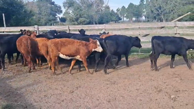 Lote TERNERAS