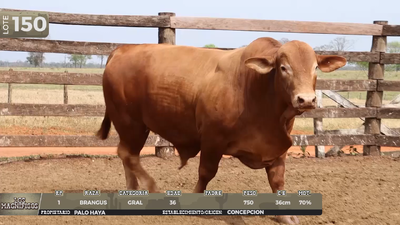 Lote LOTE 150