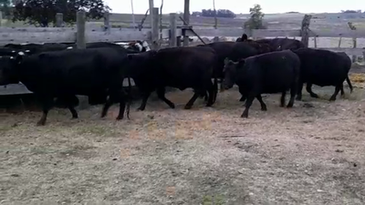 Lote (Vendido)7 Vacas preñadas AA en AGRACIADA