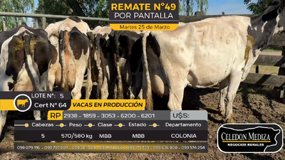 Lote 5 Vacas Preñadas Holando en Estanzuela, Colonia