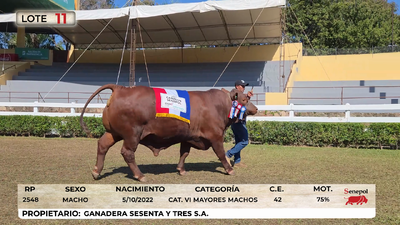 Lote LOTE 11
