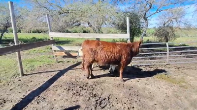 Lote TERNEROS/AS