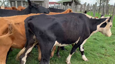 Lote 22 Vacas de Invernada en Tupambaé, Cerro Largo