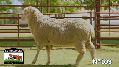 Lote Merino Donhe