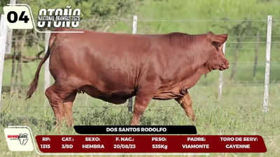 Lote LOTE 4