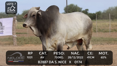 Lote LOTE 7