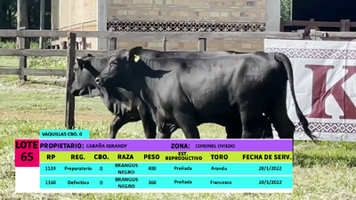 Lote LOTE 65 - 2 VAQUILLAS PREÑADAS CBO 0