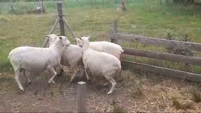 Lote OVEJAS GORDAS