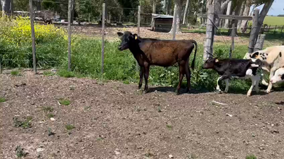 Lote 17 Terneros 4 Hembras holando y 1 Cruza 110kg -  en Ruta 3 km 133