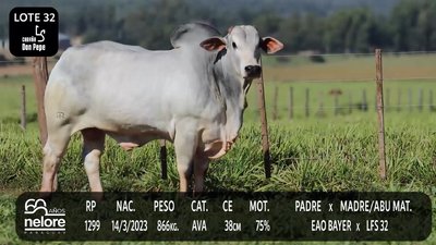 Lote LOTE 32