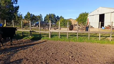 Lote 3 Toros Angus 380kg -  en Mal Abrigo