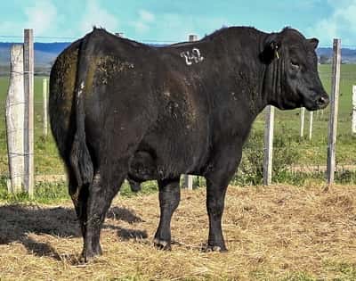 Lote RP 242