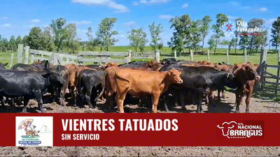 Lote Vientres Tatuados