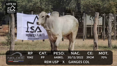 Lote LOTE 55