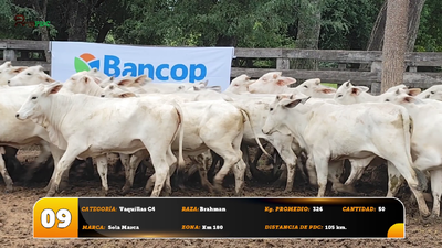 Lote Vaquillas C4