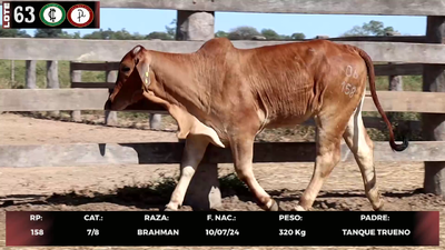Lote LOTE 63