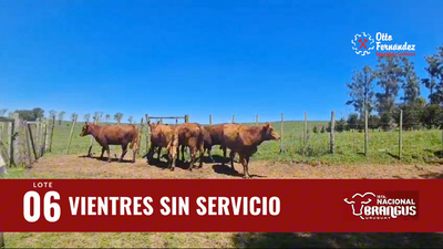 Lote Vientres Sin Servicio