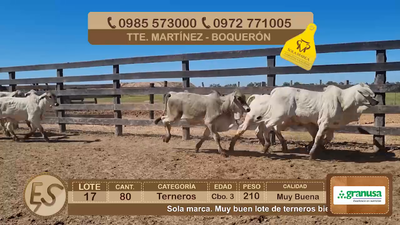 Lote Lote 17