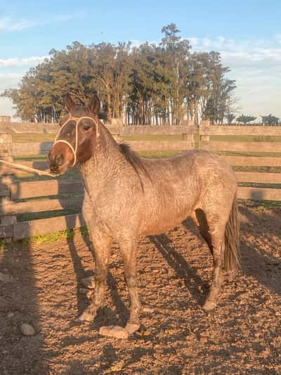 Lote LECHIGUANA LA CEFERINA